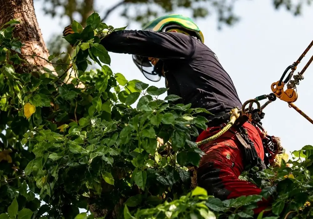 Pruning calendar for Mallorca — when to prune each tree
