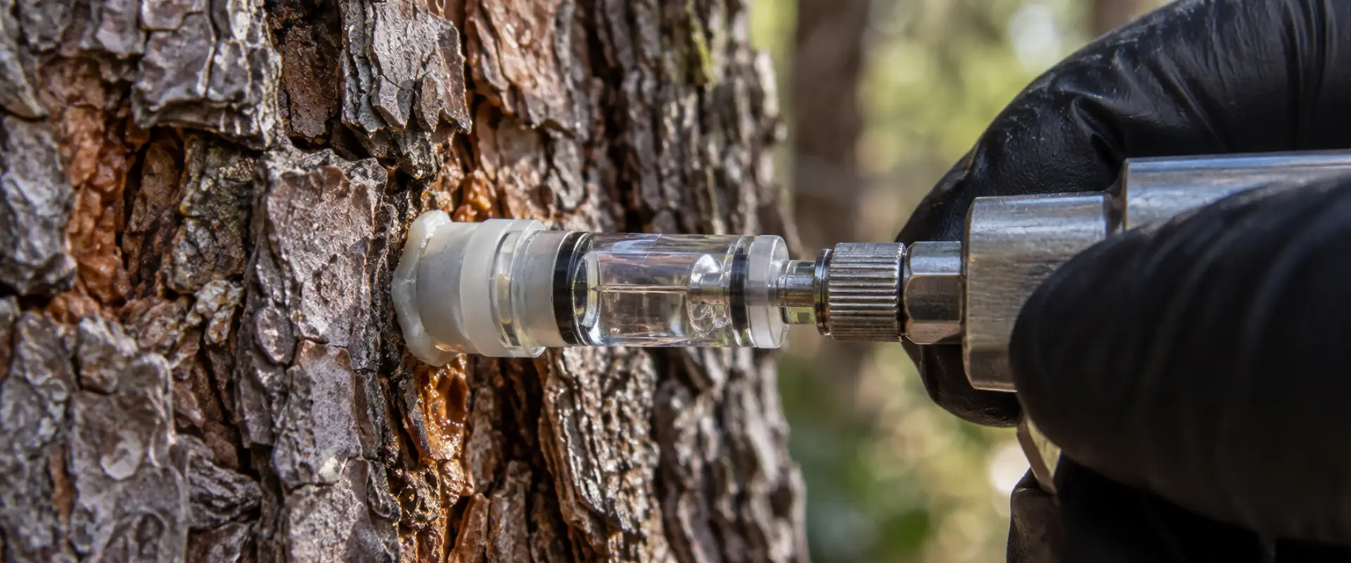 Endotherapie gegen den Kiefernprozessionsspinner von Garden Solution auf Mallorca