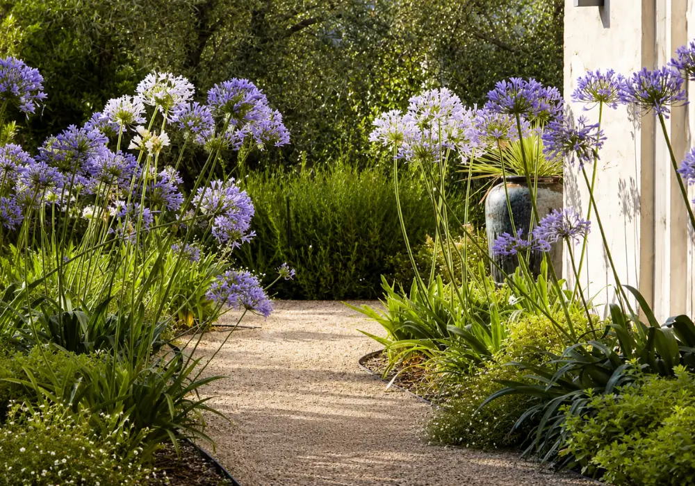 Gartenpflege in Marratxí, Mallorca — ausgeführte Arbeit von Garden Solution (2)