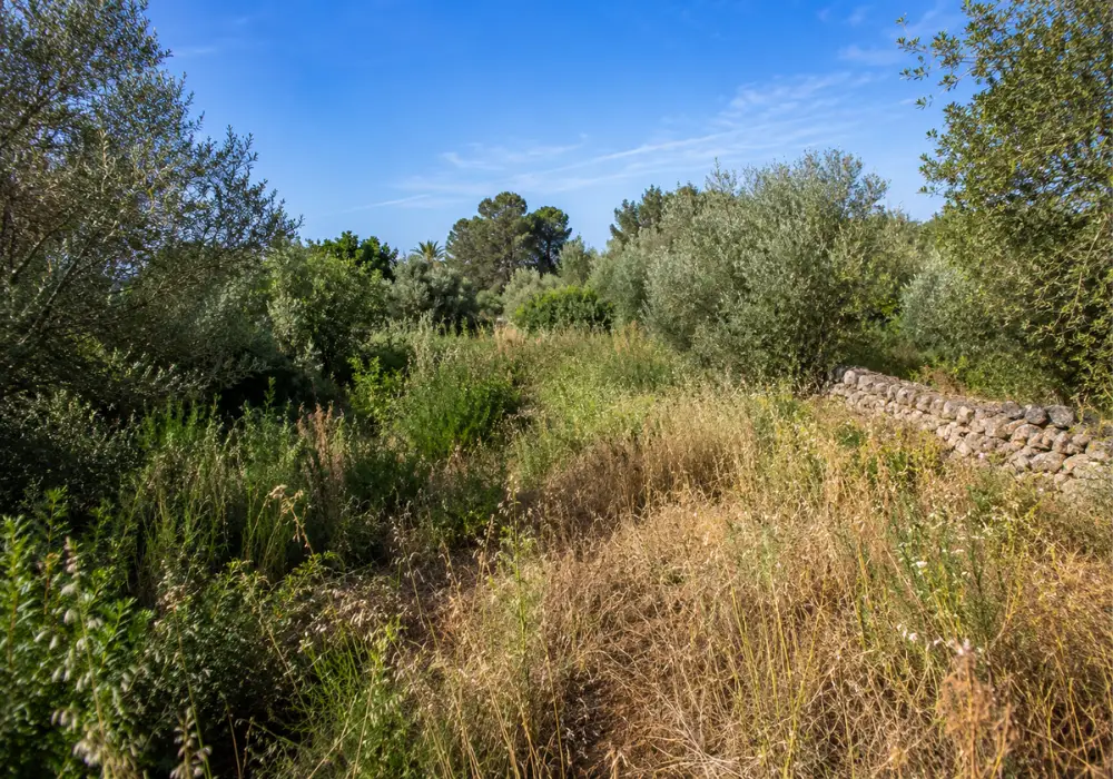 Estate brush clearing Mallorca