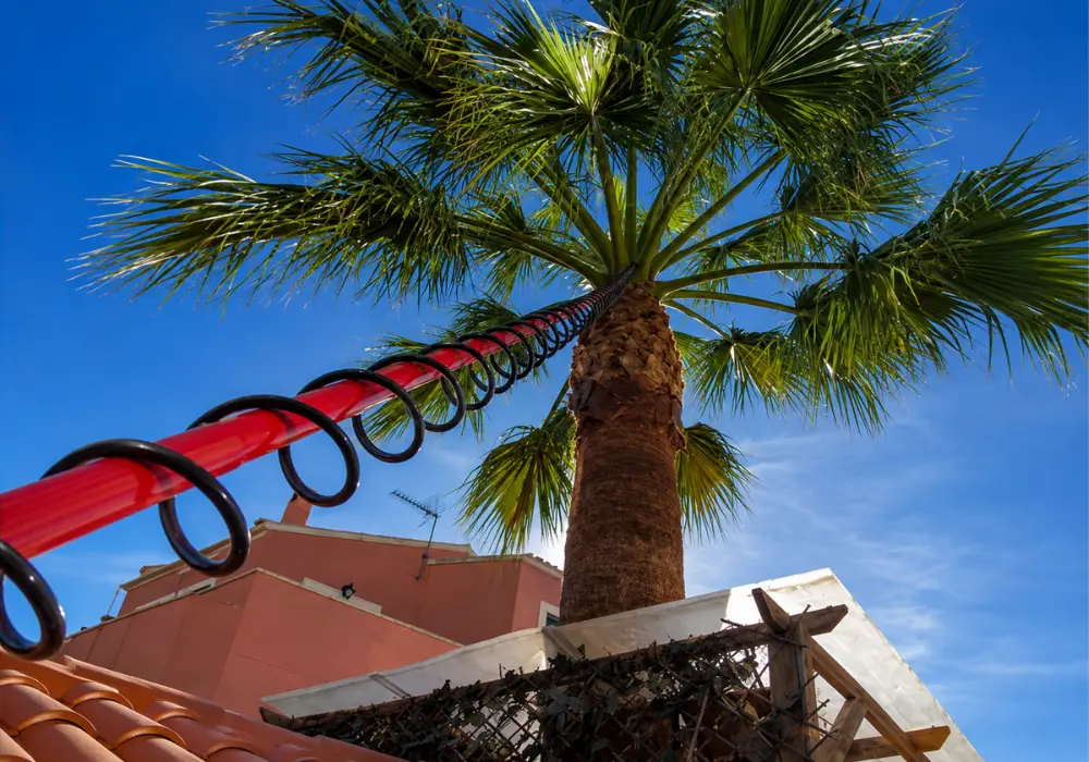 Red palm weevil Mallorca