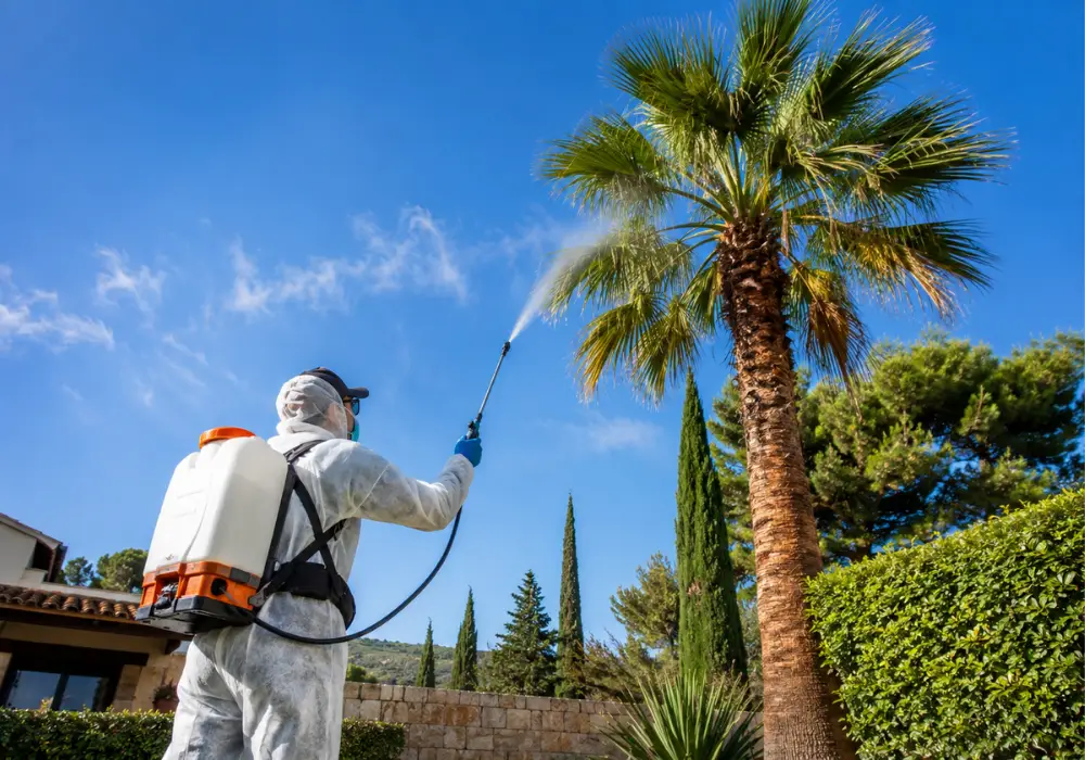 Red palm weevil control Mallorca