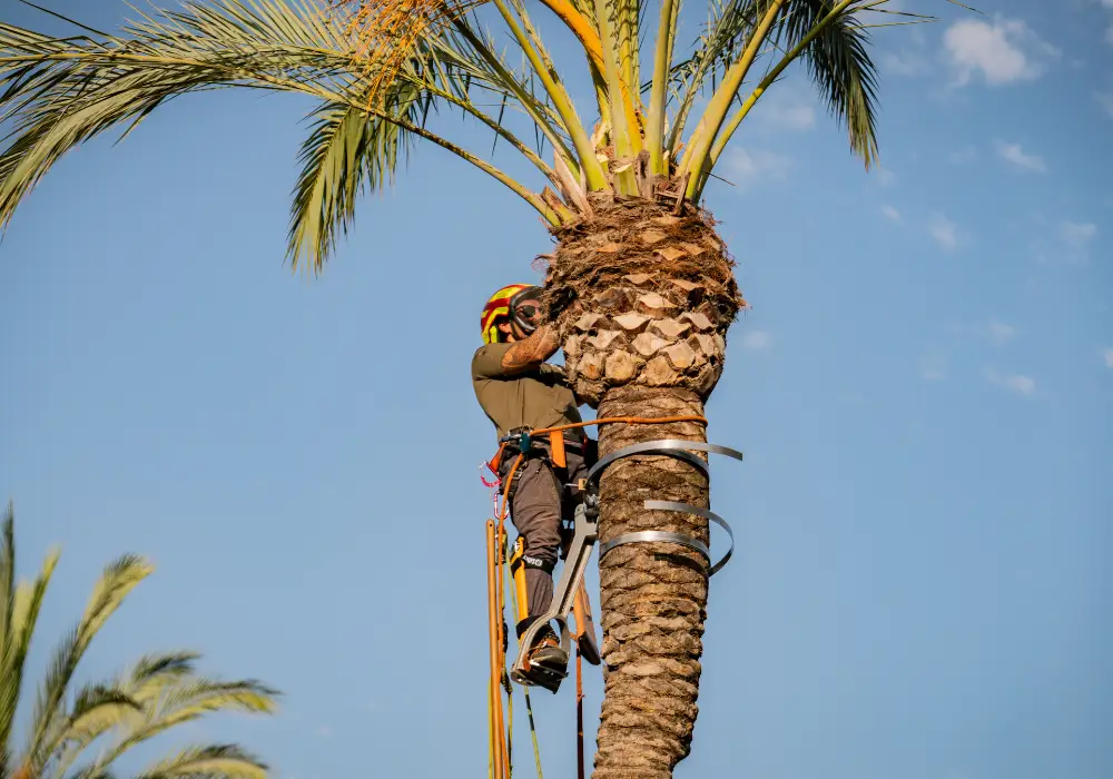 Arboriculture in Mallorca