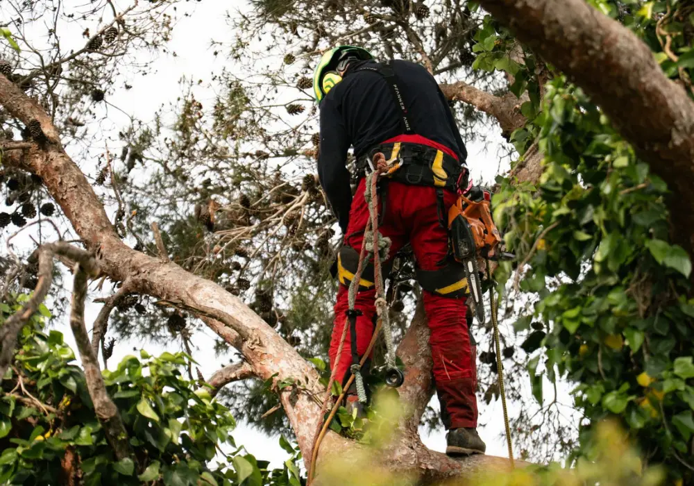 Large tree pruning in Mallorca