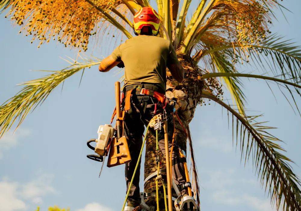 Pruning at height in Mallorca