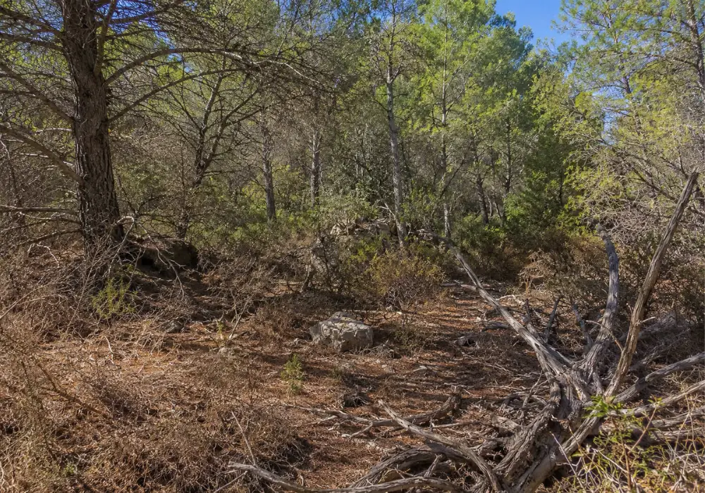 Forestry Mallorca