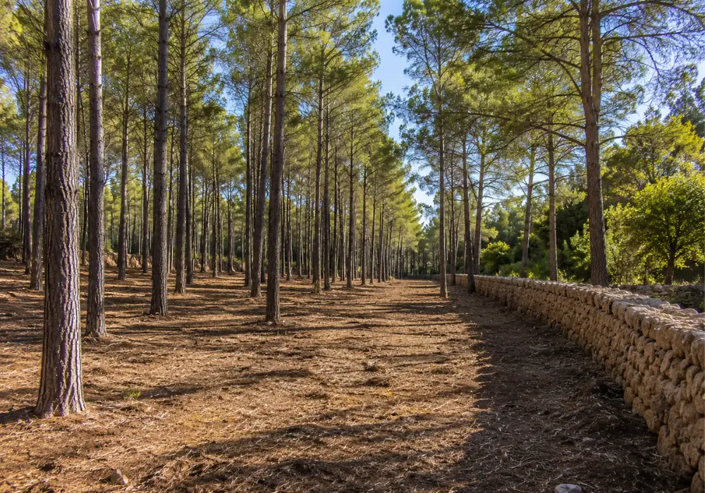 Rural plot Mallorca