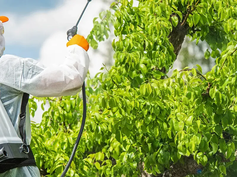 Pflanzenschutzbehandlungen von Garden Solution auf Mallorca