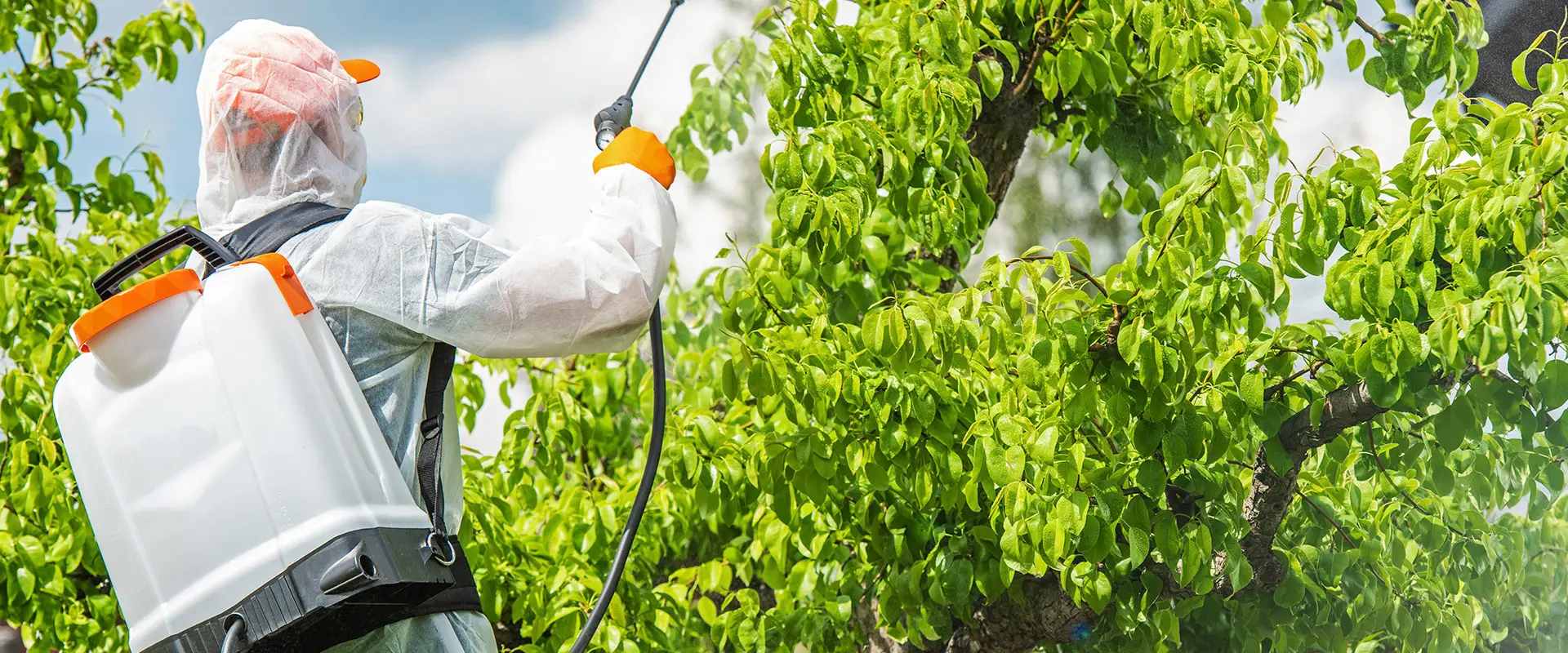 Pest control by Garden Solution in Mallorca