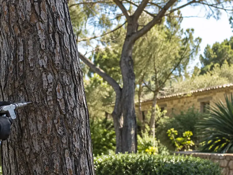 Baum-Endotherapie von Garden Solution auf Mallorca