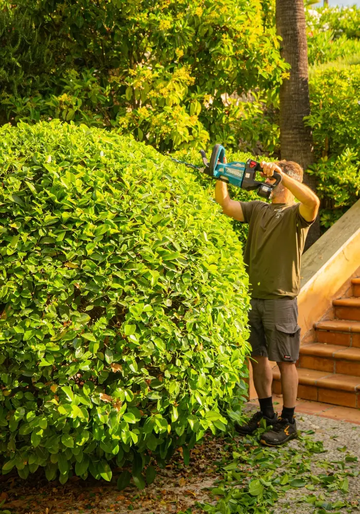 Professional gardener in Palma de Mallorca — Garden Solution