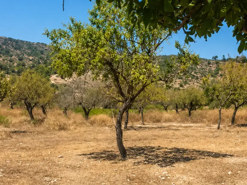 Grundstücksreinigung von Garden Solution auf Mallorca