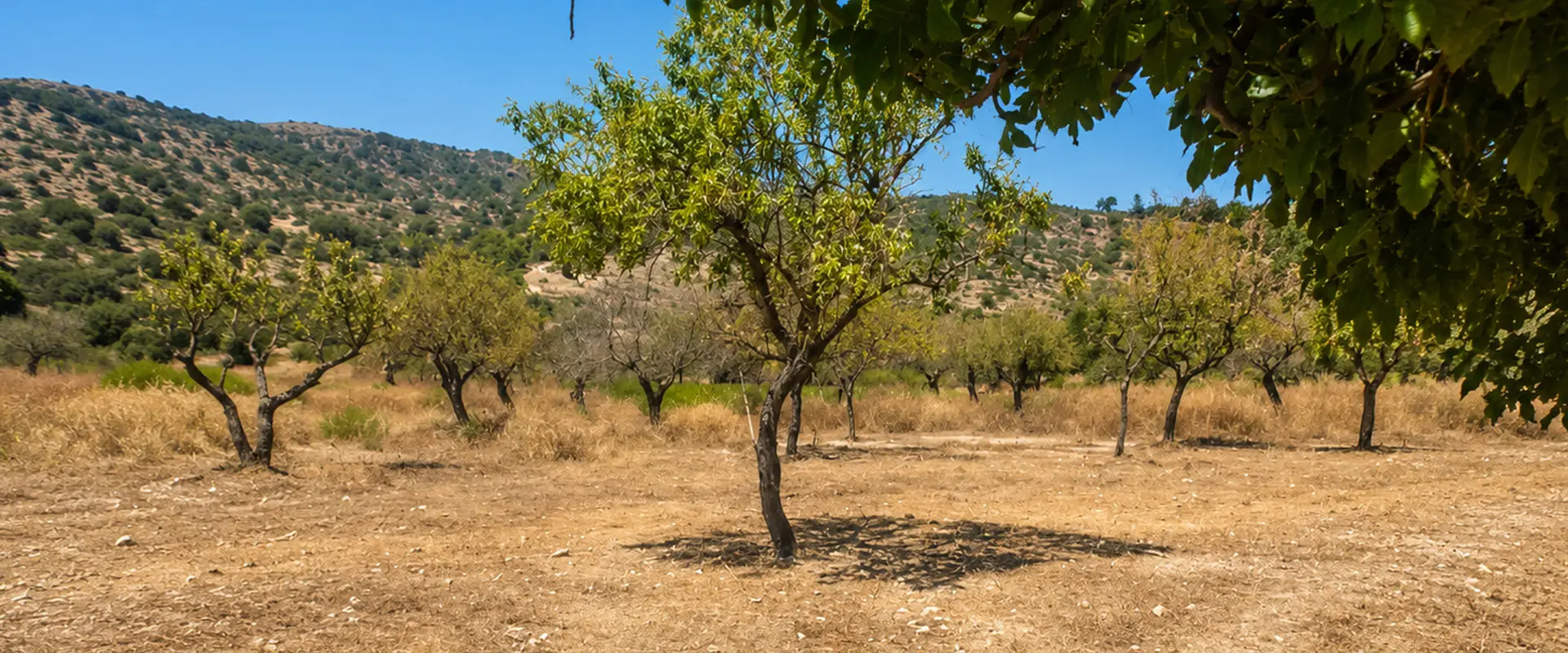 Estate and land clearing by Garden Solution in Mallorca