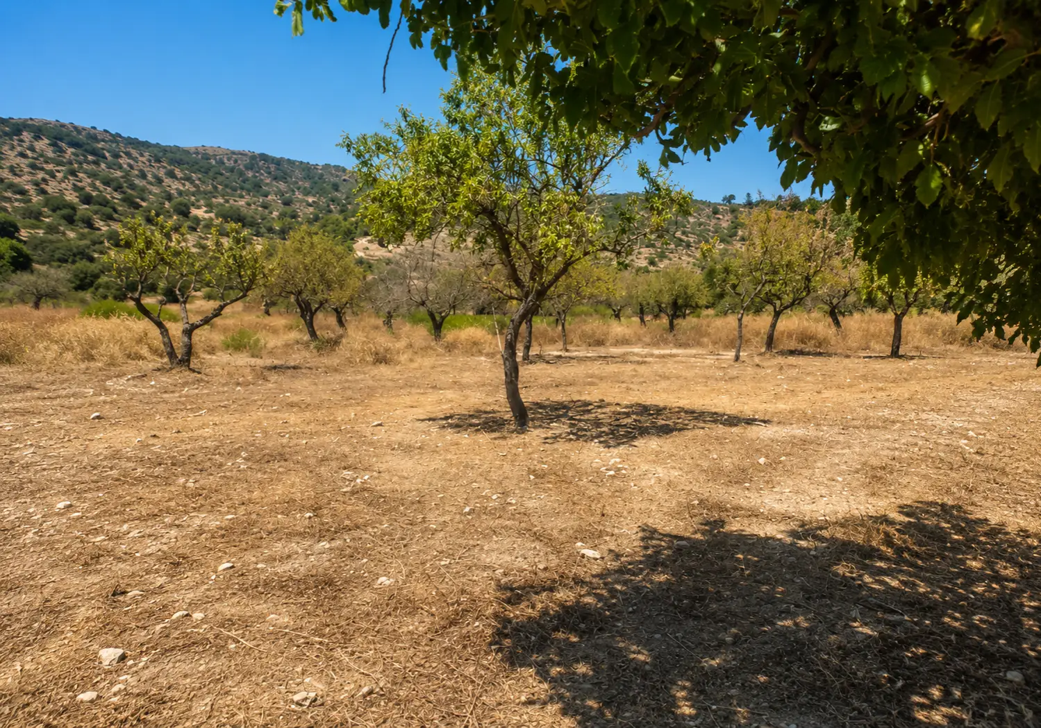 Gartenpflege auf Mallorca — ausgeführte Arbeit von Garden Solution (5)