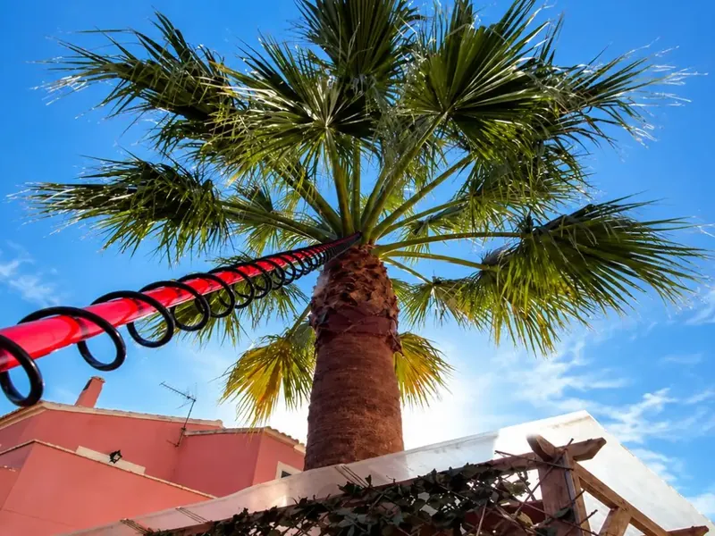 Palmrüssler-Bekämpfung von Garden Solution auf Mallorca