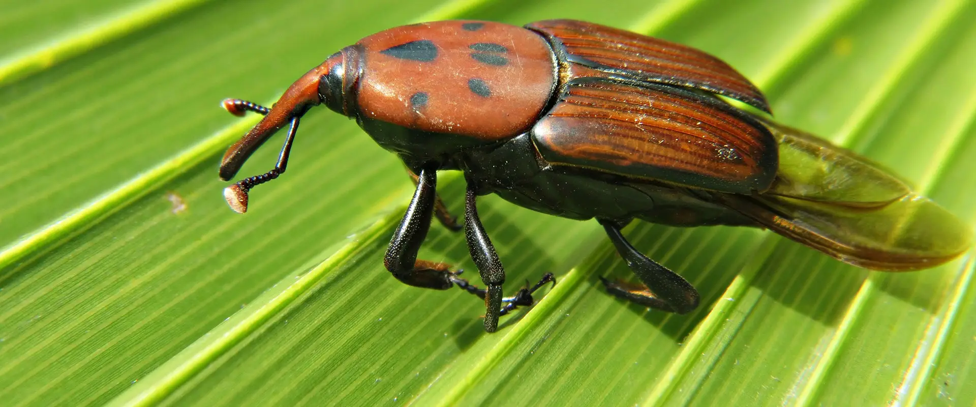 Red palm weevil on a palm tree in Mallorca — endotherapy treatment