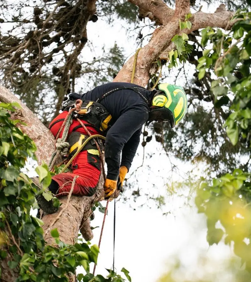 Pruning team on an estate in Mallorca