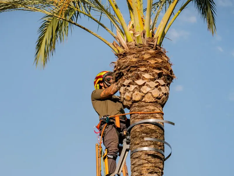 Palmenschnitt von Garden Solution auf Mallorca