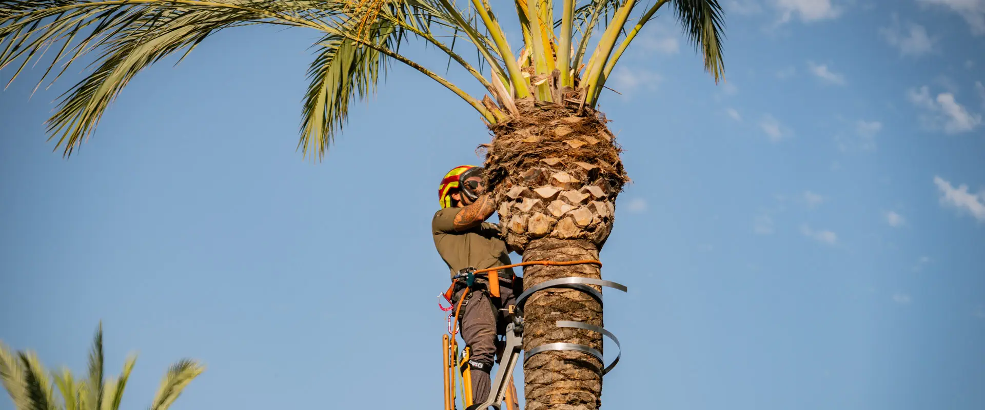 Palm tree pruning by Garden Solution in Mallorca