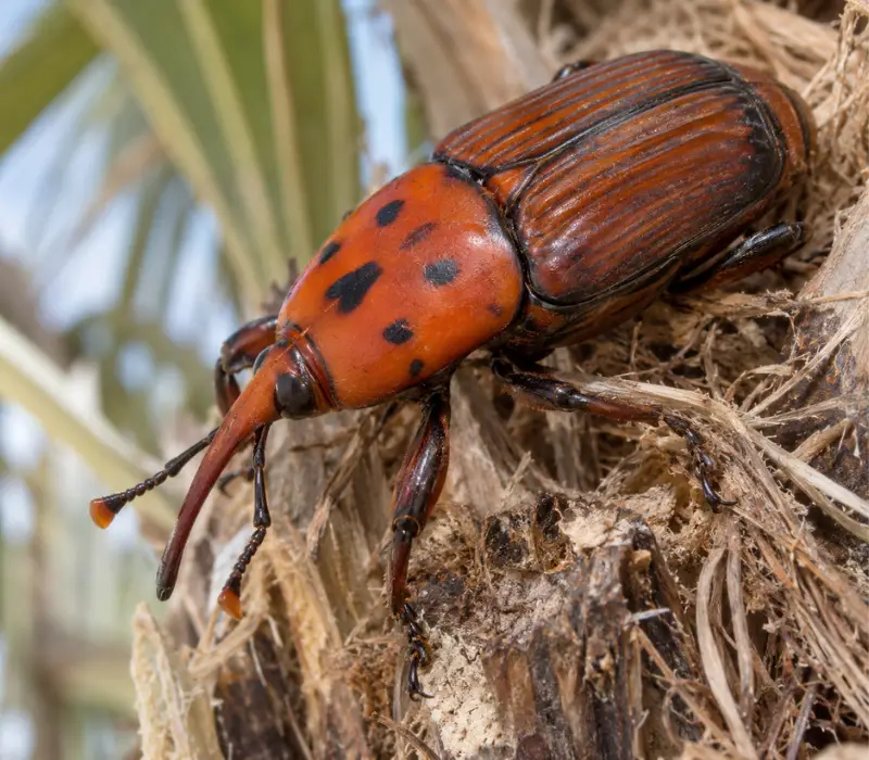Roter Palmrüssler (Rhynchophorus ferrugineus) an einer Palme auf Mallorca