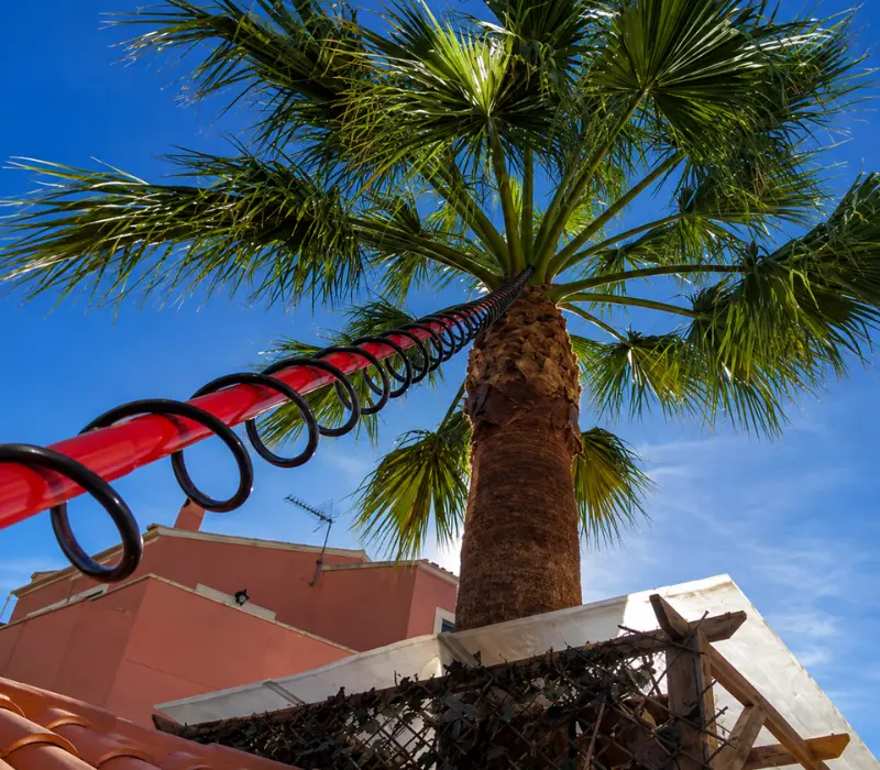 Endotherapie-Behandlung gegen den Roten Palmrüssler an einer Palme auf Mallorca