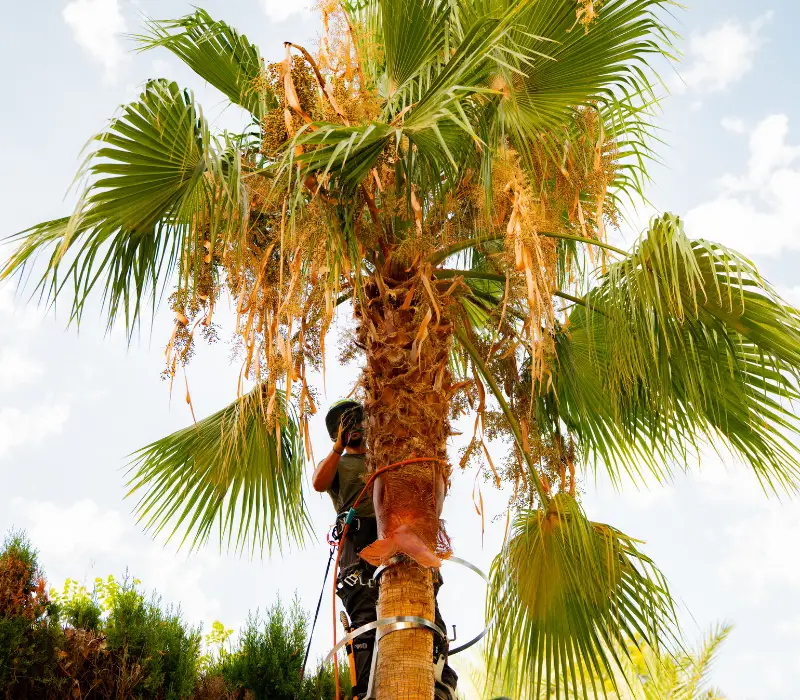 Professional tree pruning in a Mallorca garden at the right time of year