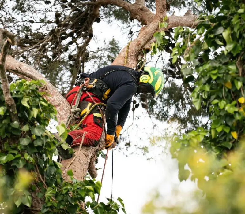 Crown pruning of a pine in a villa garden in Mallorca